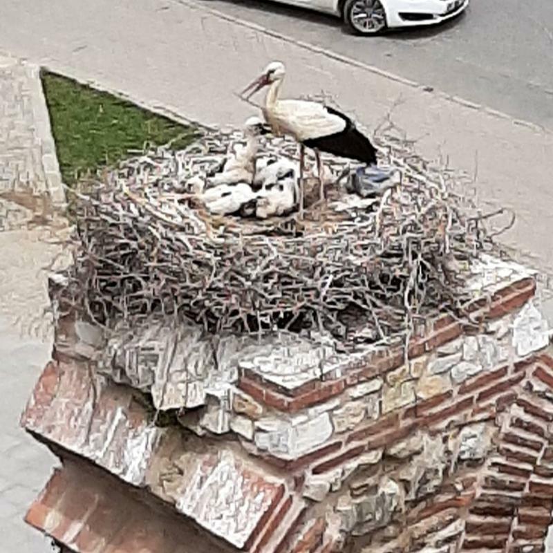 Wallabies Aquaduct Hotel Selçuk Exterior foto